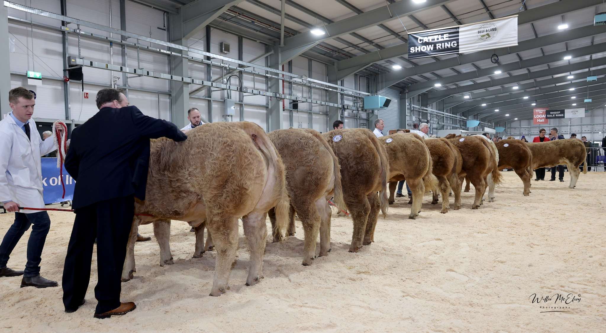 royal ulster beef and lamb championships