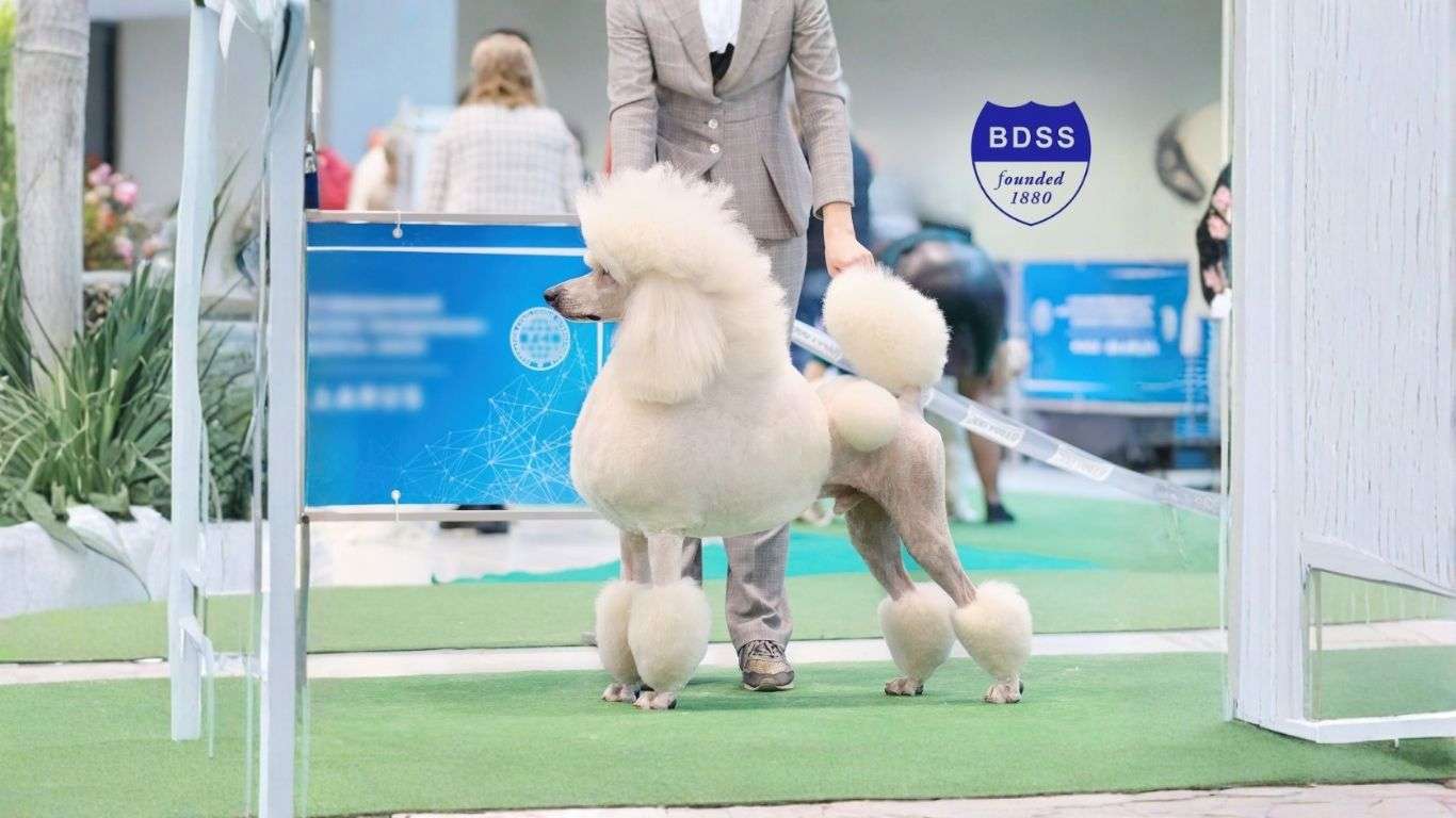 Belfast Championship Dog Show Returns to Eikon Exhibition Centre This September