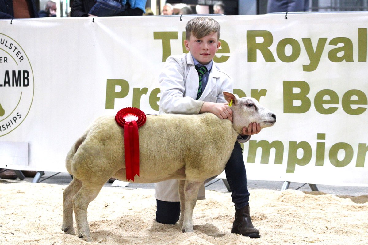 royal ulster beef  lamb championships
