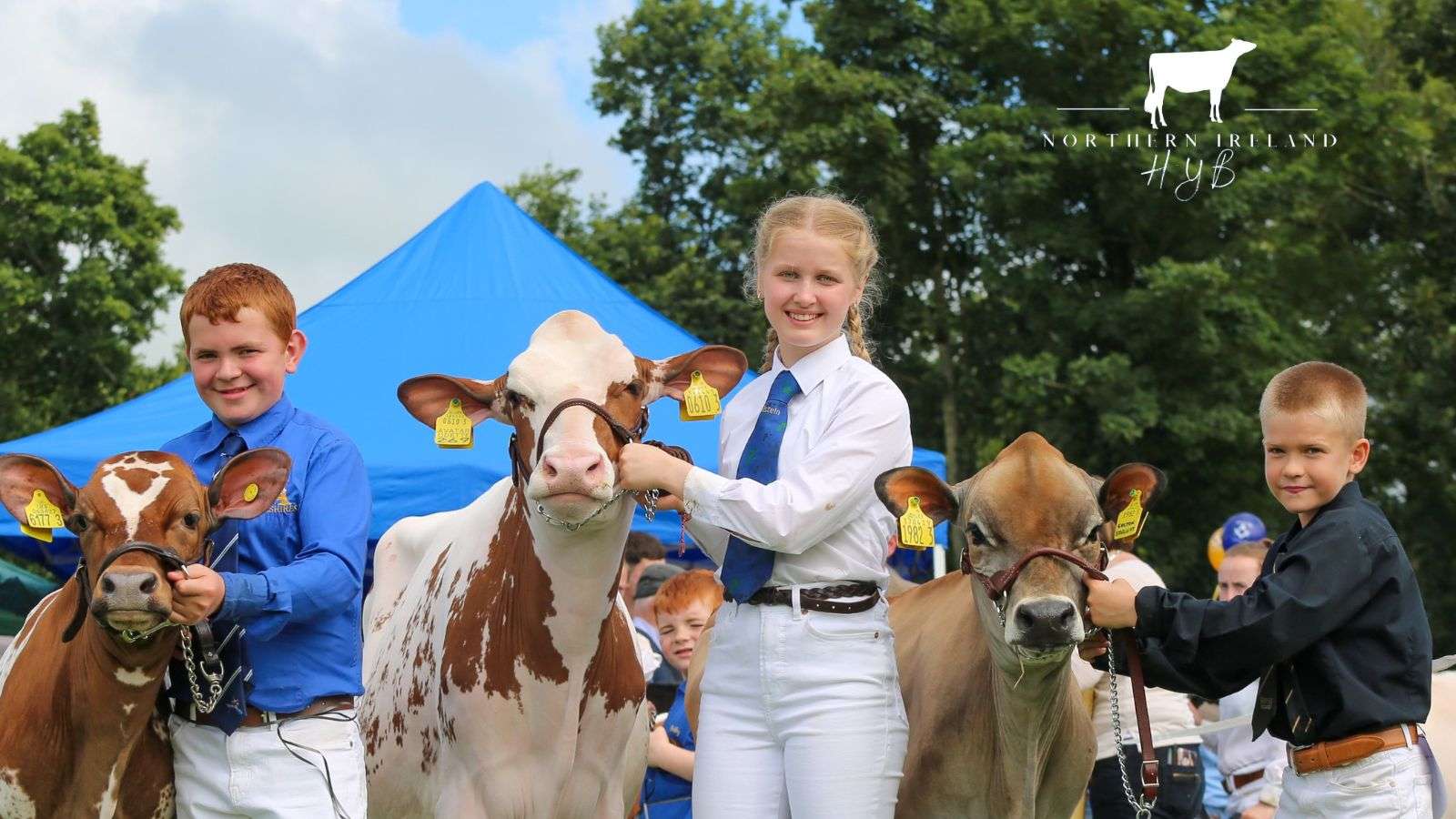 ahv 21st northern ireland multi breed calf show