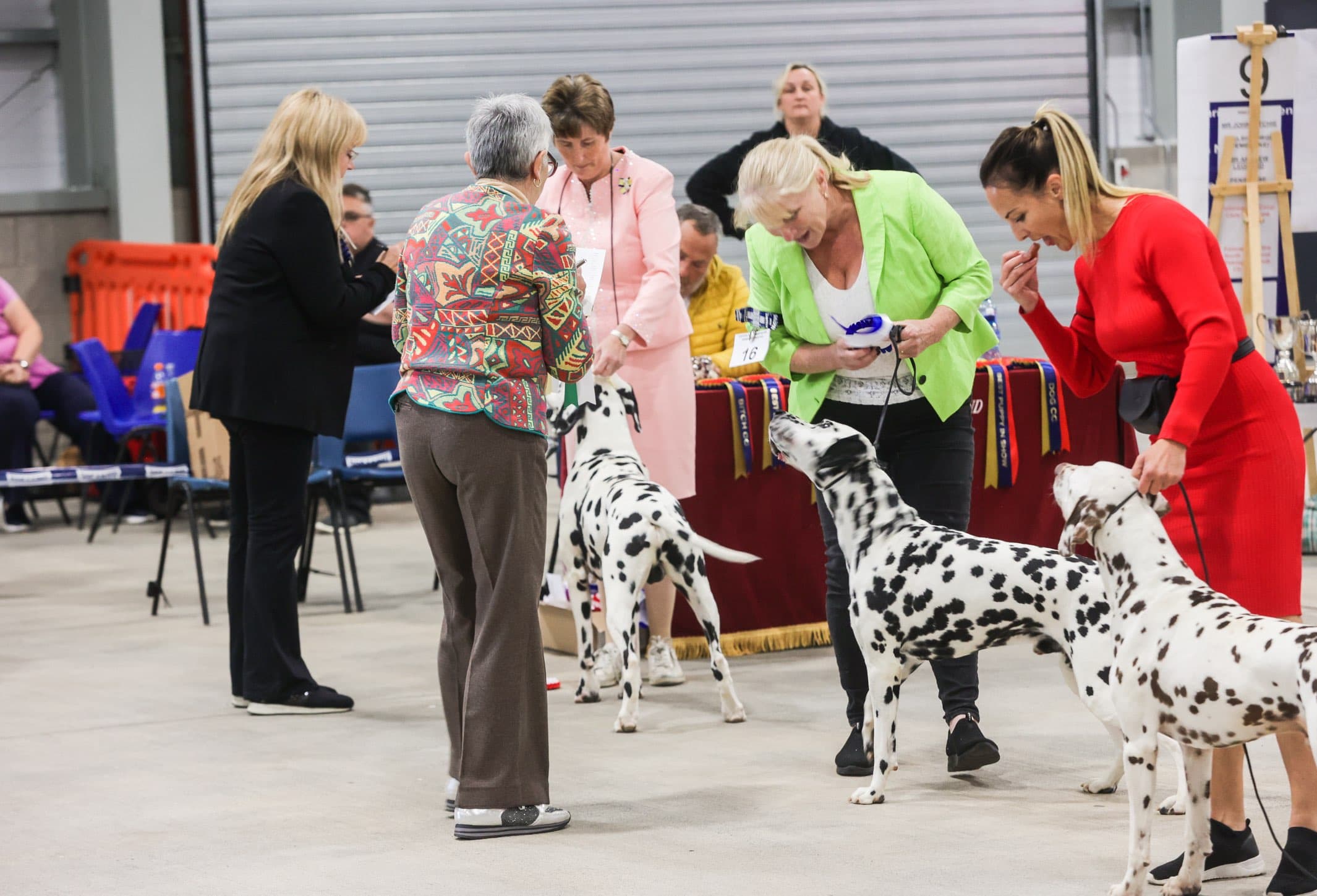 belfast championship dog show